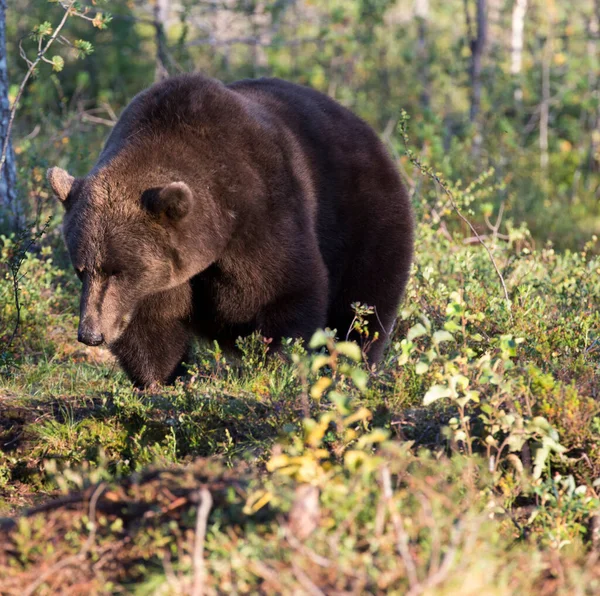 Foto Urso Marrom Durante Verão Finlândia — Fotografia de Stock