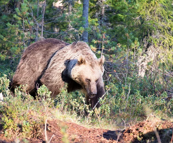 Foto Urso Marrom Durante Verão Finlândia — Fotografia de Stock