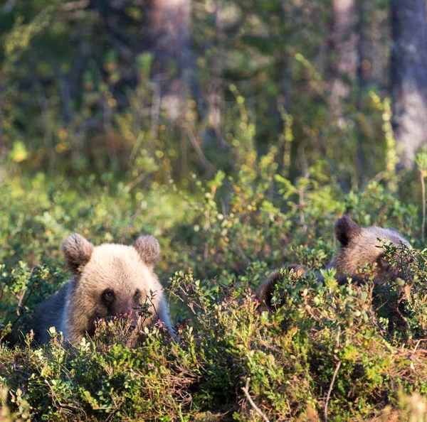 Fénykép Egy Barna Medve Nyáron Finnországban — Stock Fotó