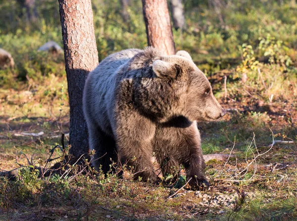 芬兰夏天一只棕熊的照片 — 图库照片