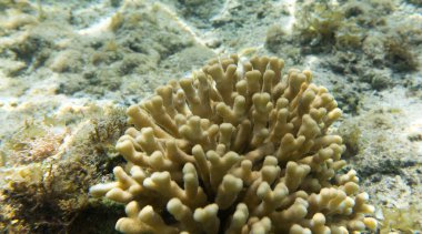 Mısır 'daki Sharm El Sheik mercan resifinin manzarası