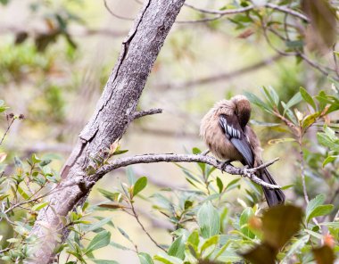 Yeni Kaledonya 'daki Yeni Kaledonya Friarbird manzarası