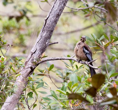 Yeni Kaledonya 'daki Yeni Kaledonya Friarbird manzarası