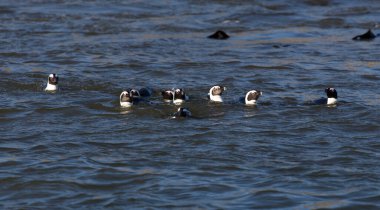 Namibya 'daki Afrika penguenleri