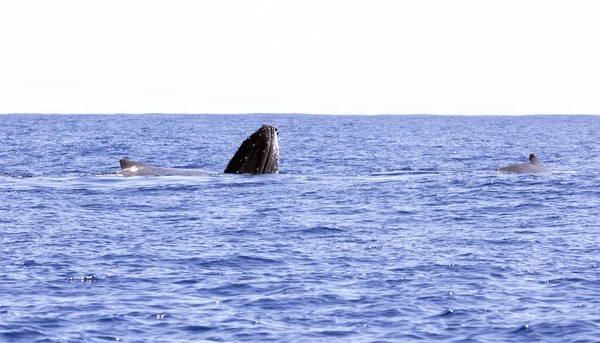 フランス レユニオン海で見られる大きなクジラ — ストック写真