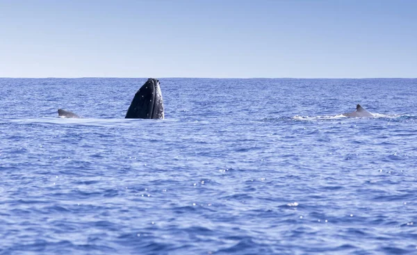 Ein Großer Wal Réunion Meer Frankreich — Stockfoto