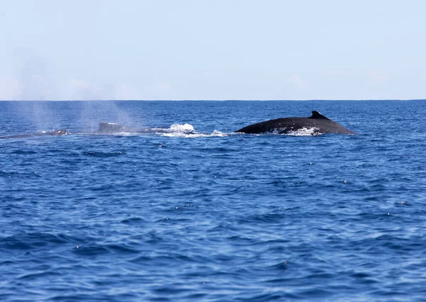 フランス レユニオン海で見られる大きなクジラ — ストック写真