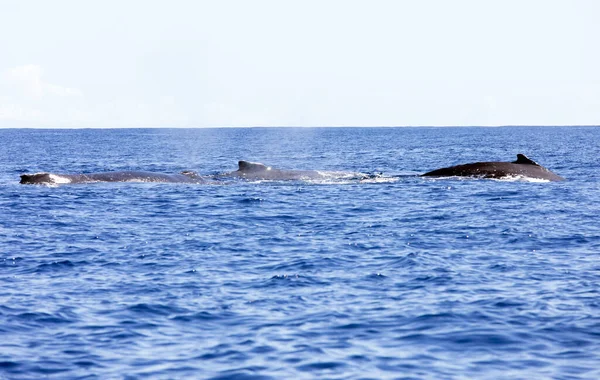 Big Whale Seen Reunion Sea France — Stock Photo, Image