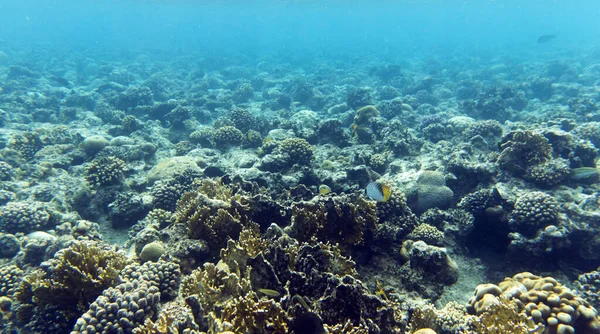 Вид Кораловий Риф Шарм Шейх Єгипті Ліцензійні Стокові Фото
