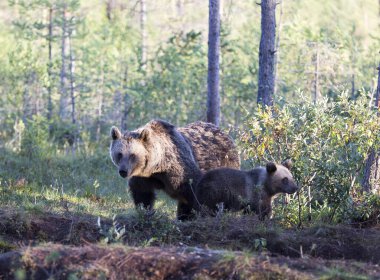 Finlandiya 'da kahverengi ayı manzarası