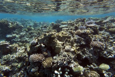 Yeni Kaledonya 'daki mercan resifinin manzarası