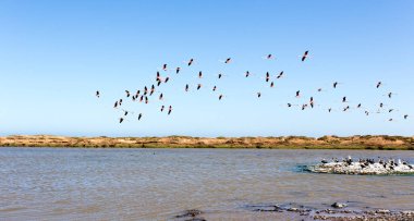 Namibya 'da pembe flamingo kuşlarıyla manzara