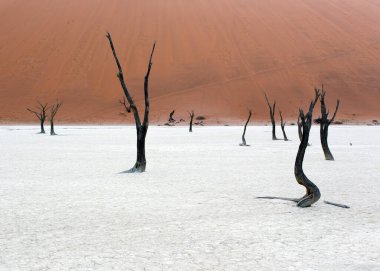 Namibya 'daki ünlü Deadvlei manzarası