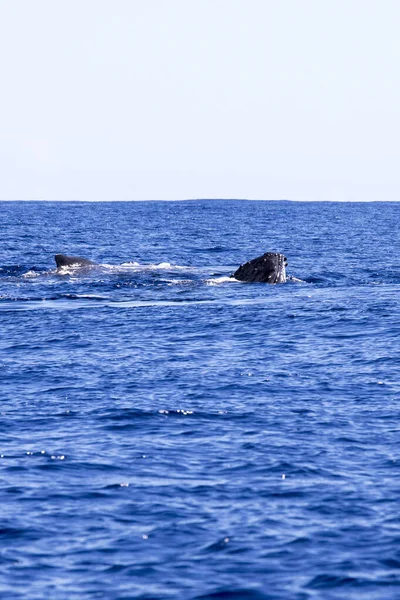 レユニオンのクジラの眺め — ストック写真