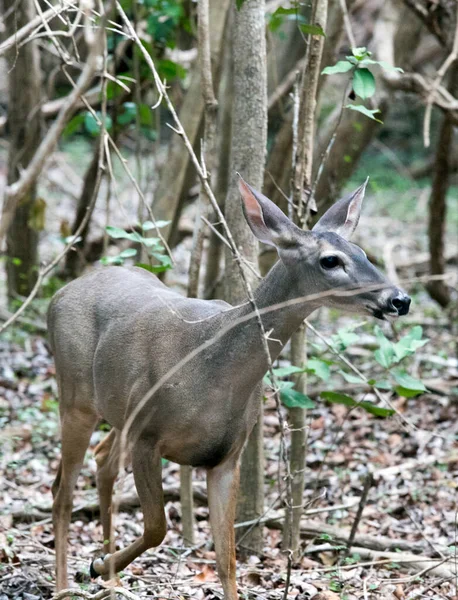 View Deer Bush Mexico — Stock Photo, Image