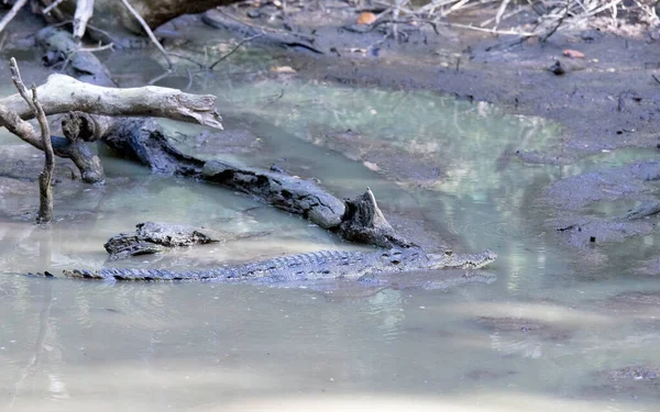 Zicht Morelet Krokodil Mexico — Stockfoto