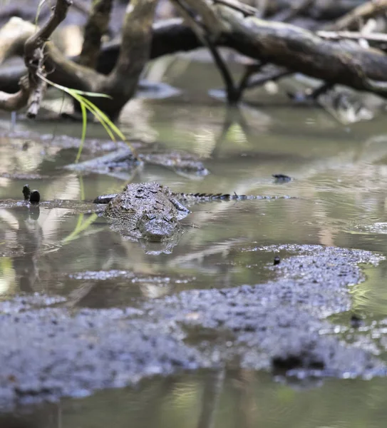 stock image View of Morelet crocodile in Mexico