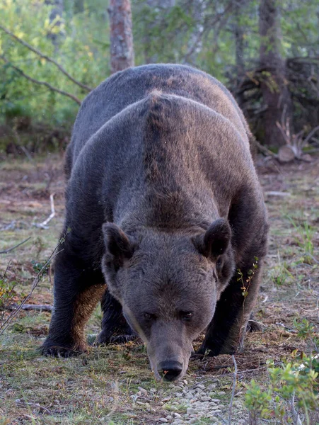 Vista Urso Pardo Finlândia — Fotografia de Stock