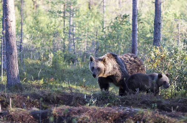 フィンランドの茶色の熊の眺め — ストック写真