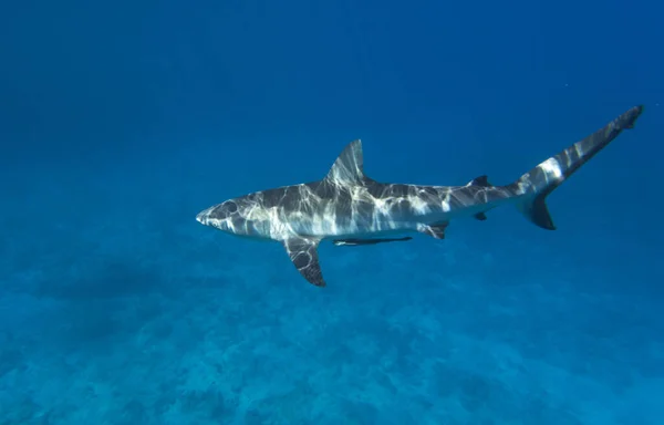 Una Vista Cercana Del Tiburón Nueva Caledonia —  Fotos de Stock