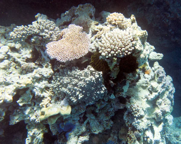 Vista Del Arrecife Coral Nueva Caledonia — Foto de Stock