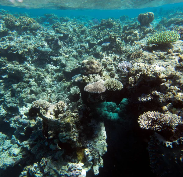 Yeni Kaledonya Daki Mercan Resifinin Manzarası — Stok fotoğraf
