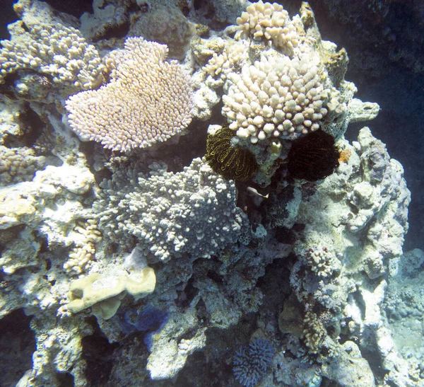 ニューカレドニアでのサンゴ礁の眺め — ストック写真