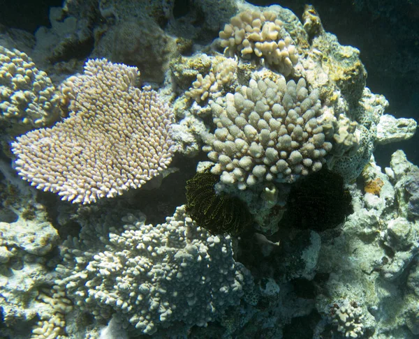 Vista Del Arrecife Coral Nueva Caledonia —  Fotos de Stock