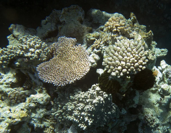 Utsikt Över Korallrevet Nya Kaledonien — Stockfoto