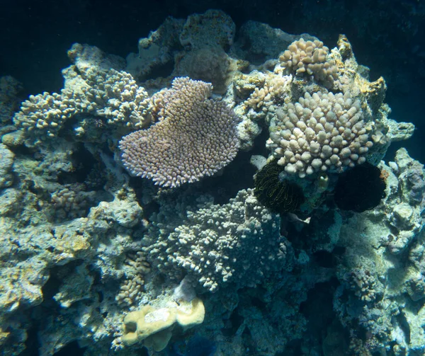 Vista Del Arrecife Coral Nueva Caledonia —  Fotos de Stock