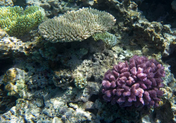 ニューカレドニアでのサンゴ礁の眺め — ストック写真