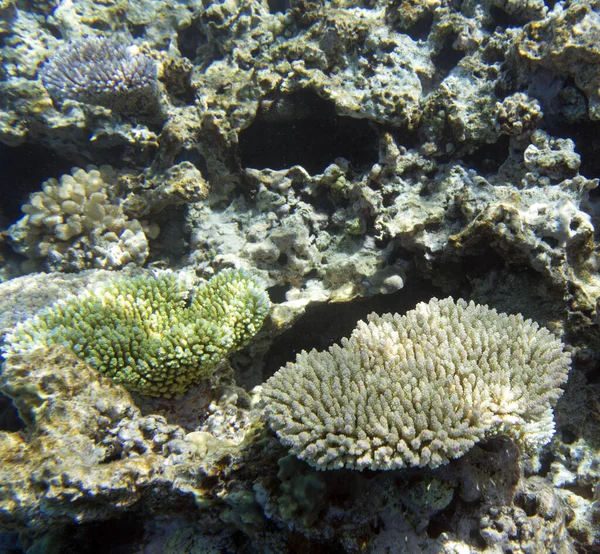 Korallzátony Látképe Kaledóniában — Stock Fotó
