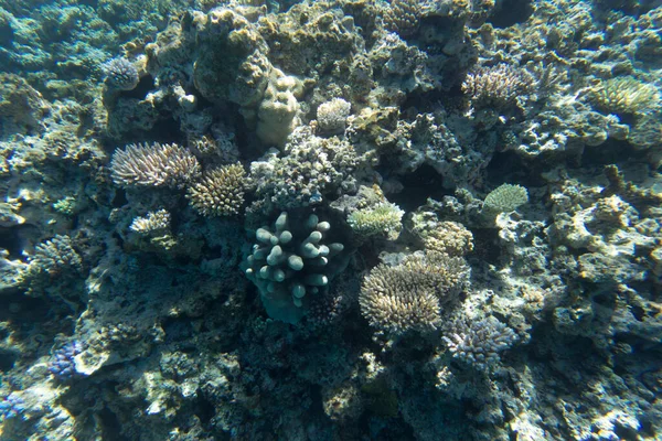 Yeni Kaledonya Daki Mercan Resifinin Manzarası — Stok fotoğraf