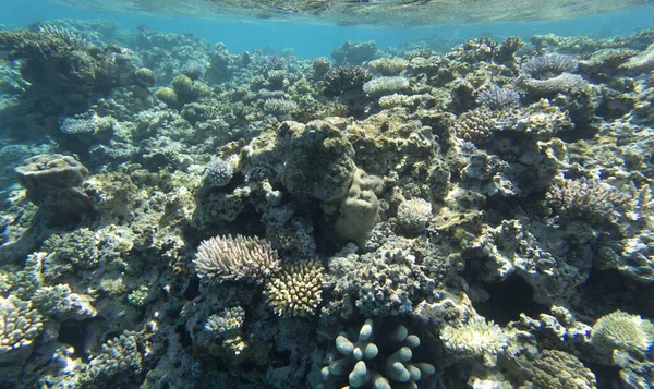Vue Récif Corallien Nouvelle Calédonie — Photo