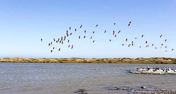 Namibya Pembe Flamingo Kuşlarıyla Manzara — Stok fotoğraf