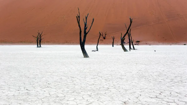 Una Vista Del Famoso Deadvlei Namibia — Foto de Stock