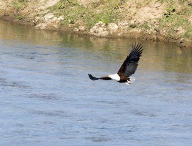 Güney Afrika 'da Afrika balık kartalı manzarası