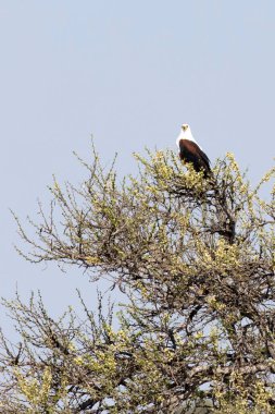 Güney Afrika 'da Afrika balık kartalı manzarası