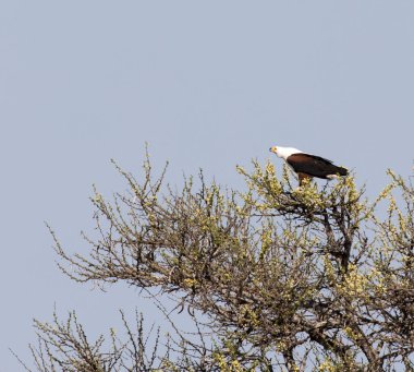 Güney Afrika 'da Afrika balık kartalı manzarası
