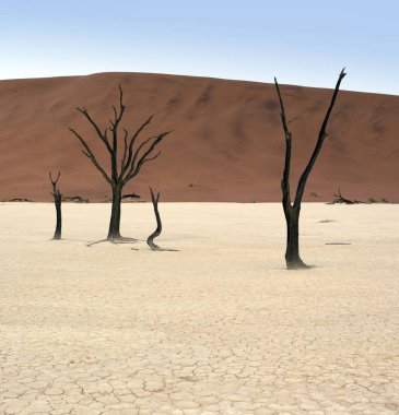 Namibya 'daki deadvlei çölü manzarası