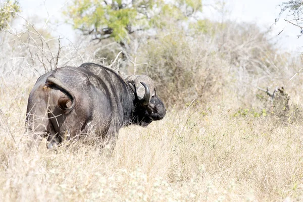 Ein Blick Auf Afrikanische Büffel Mit Einem Vogel Südafrika — Stockfoto
