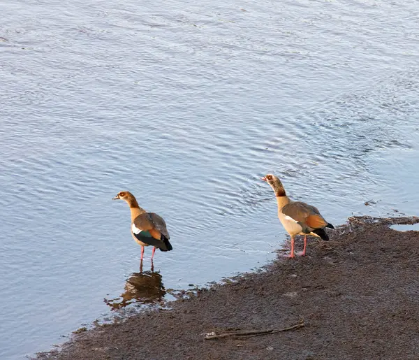 Bild Två Egyptiska Gåsfåglar Sydafrika — Stockfoto