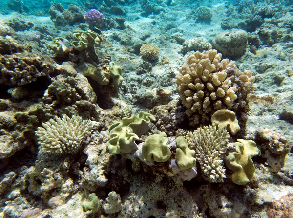 Ein Blick Auf Das Korallenriff Neukaledonien — Stockfoto