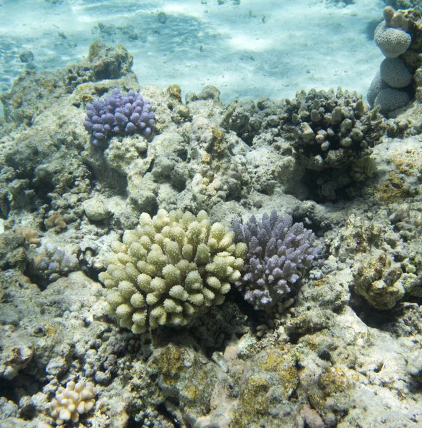 Une Vue Sur Récif Corallien Nouvelle Calédonie — Photo