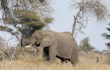 Kruger Ulusal Parkı, Afrika 'da bir fil