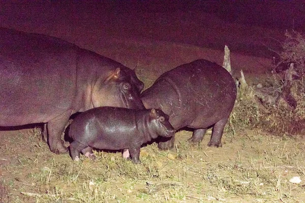 Uma Foto Noturna Uma Família Hipopótamos África — Fotografia de Stock
