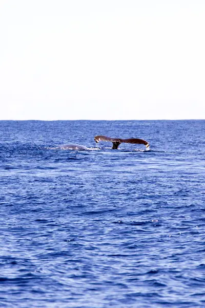 Uma Foto Baleia Nadando Reunion — Fotografia de Stock