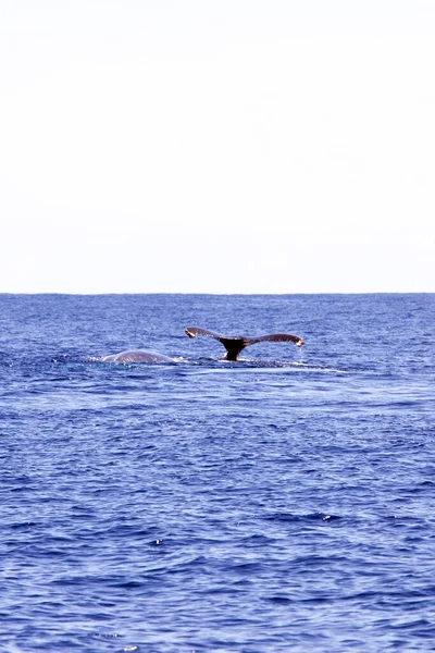 Une Photo Baleine Nageant Réunion — Photo