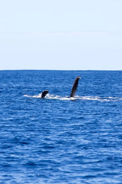 Zdjęcie Wieloryba Pływającego Reunion — Zdjęcie stockowe