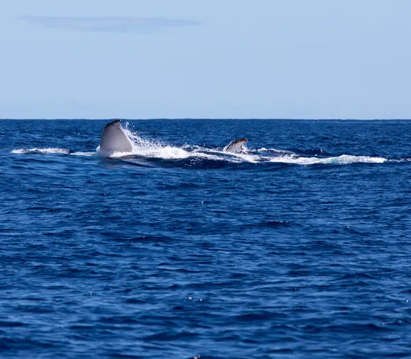 レユニオンで泳ぐクジラの写真 — ストック写真